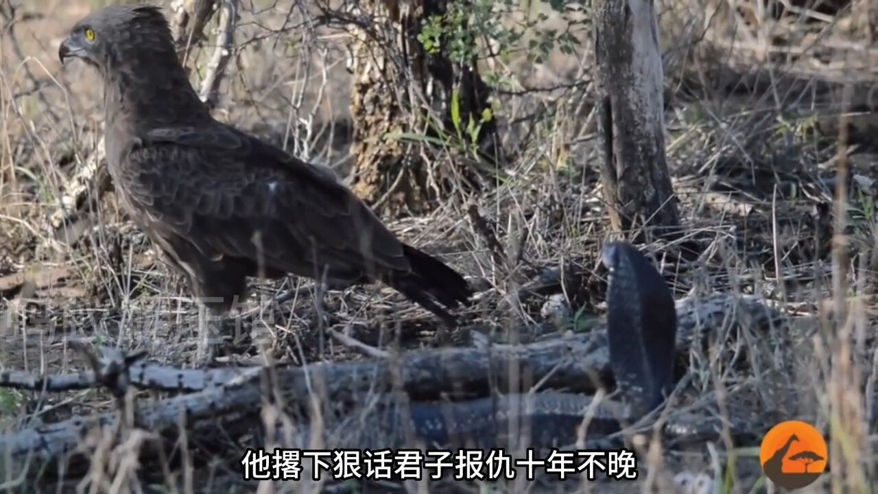 ��ӥ������ѹۿ������޹�� ��ȫʹ�ü���