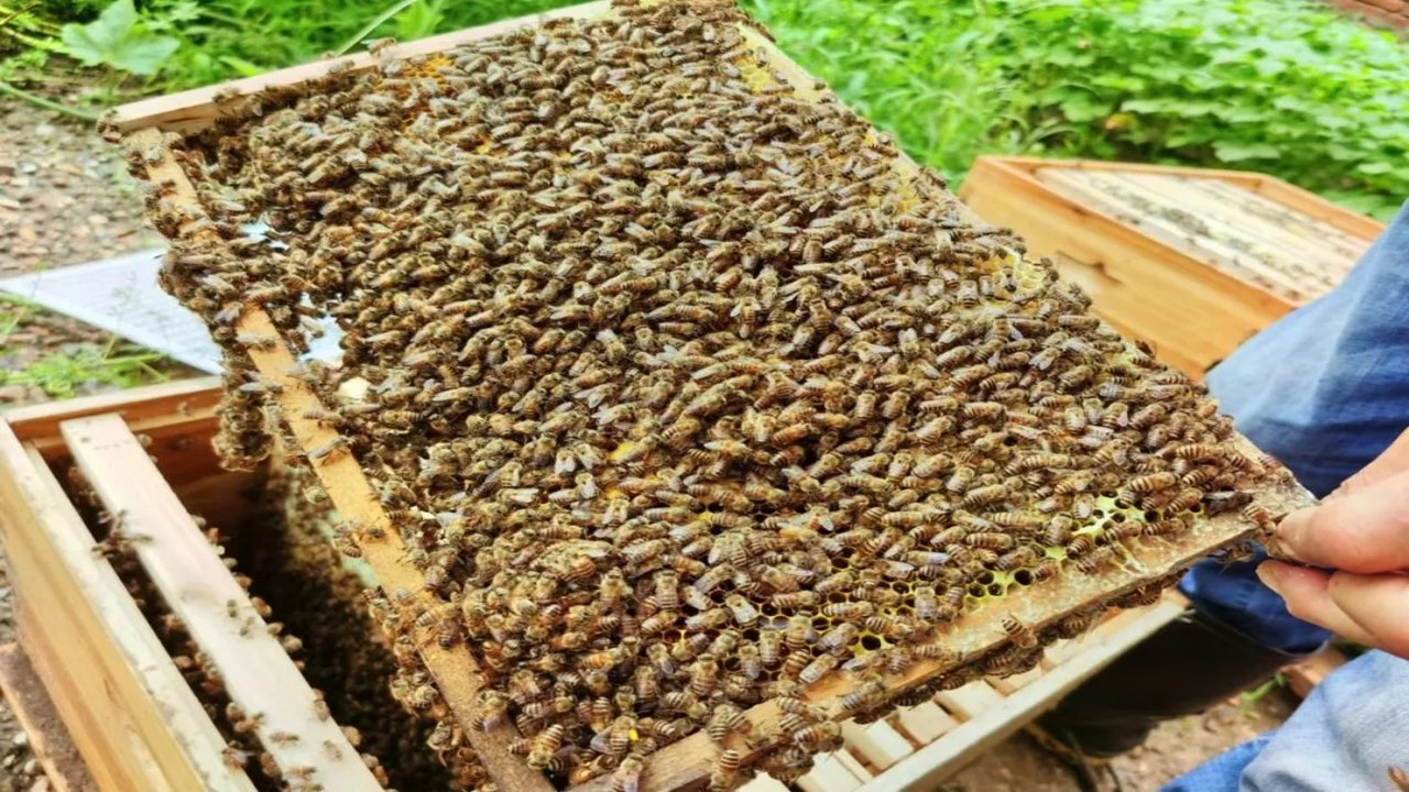 头峰 头峰蜜 含义 早春头茬蜂蜜 蜂业行话