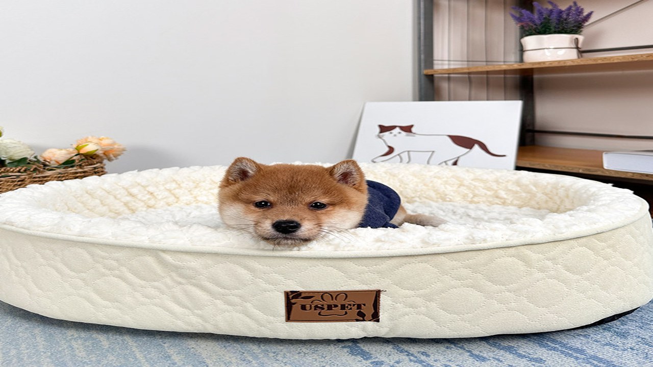 ��������һ����ƽ������ �ѵ�����ϸ�� ������ ��ë�� ���ص� ��ųߴ�