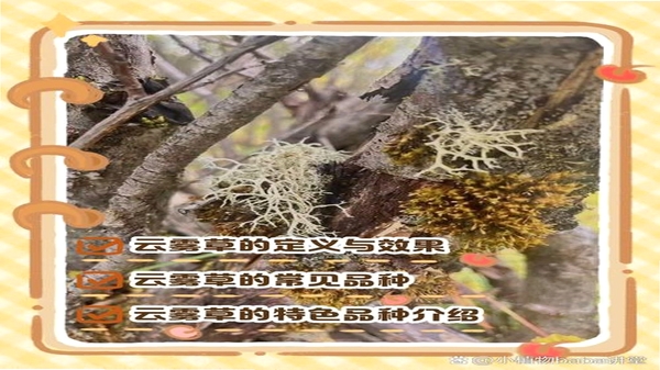 云贤草 常见问题 解决办法