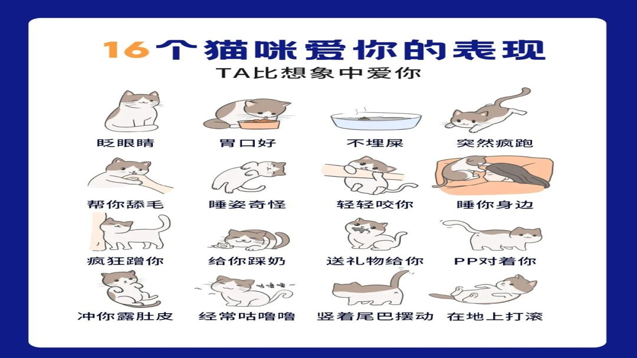 猫语翻译空间 猫咪叫声场景 催饭 发情 不舒服 识别参考
