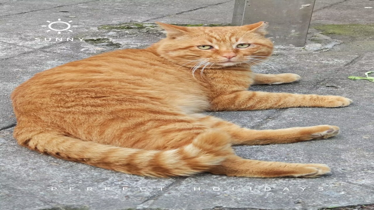 橘猫学长 校园日常 巡视教学楼 治愈