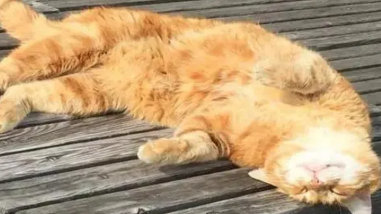 橘猫学长 学生喂食 猫窝 暖心故事