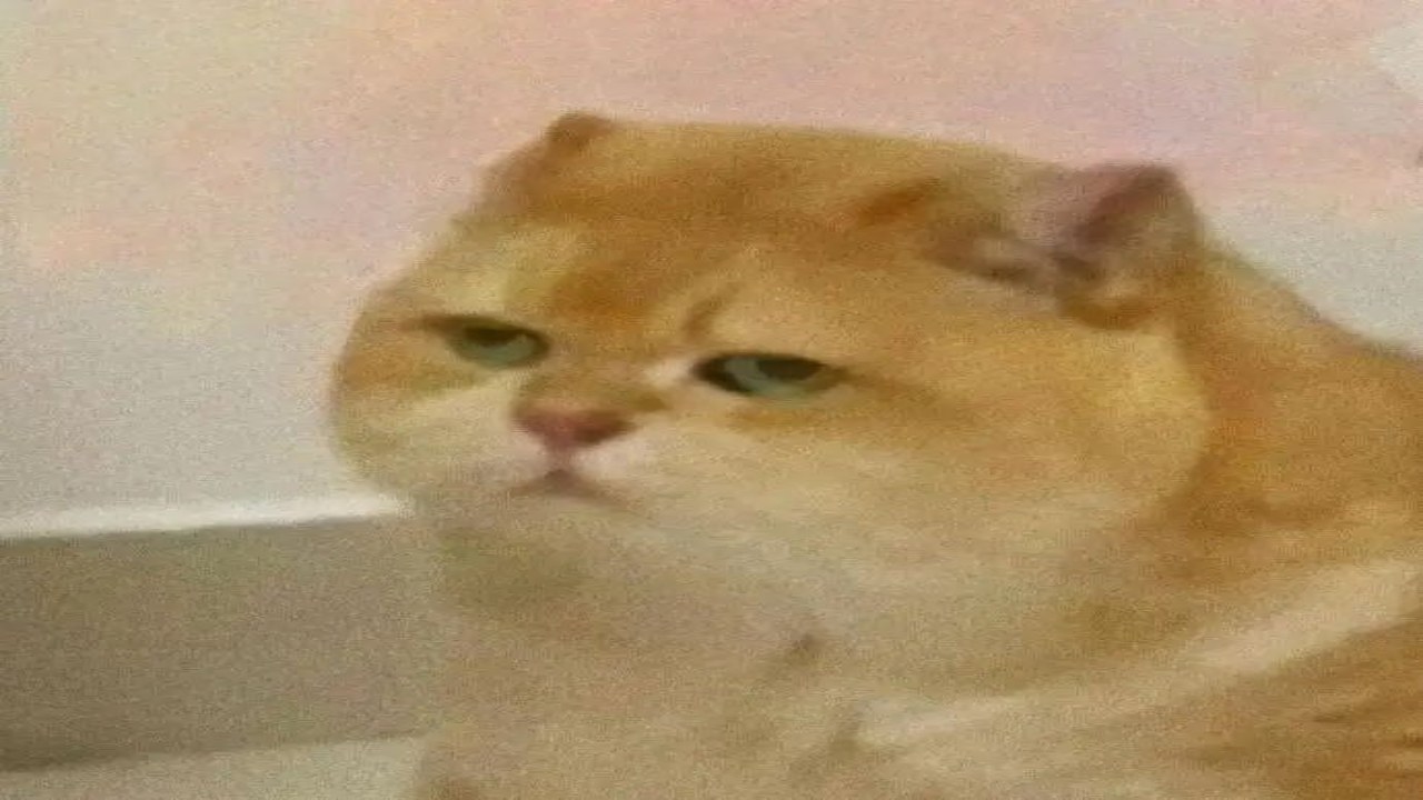 橘猫学长 萌宠视频 网友围观 治愈表情