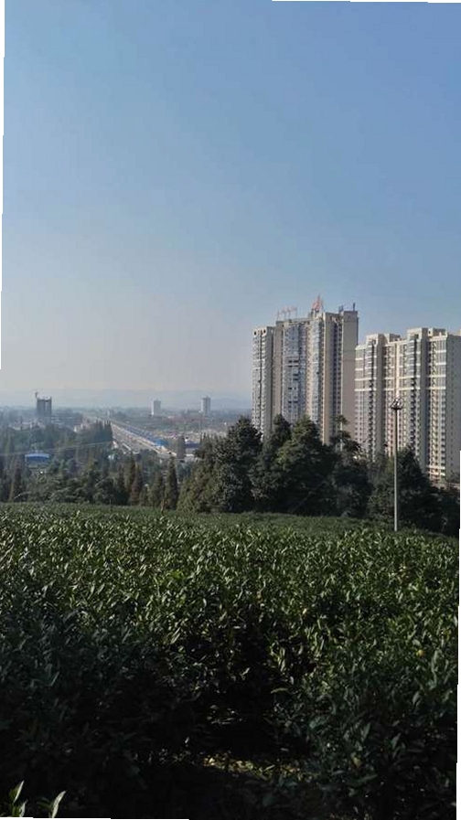 洪雅论坛运行截图