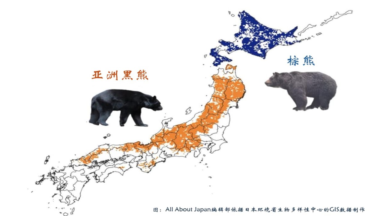 本地熊 黑熊棕熊出没区域分布 山林野外环境