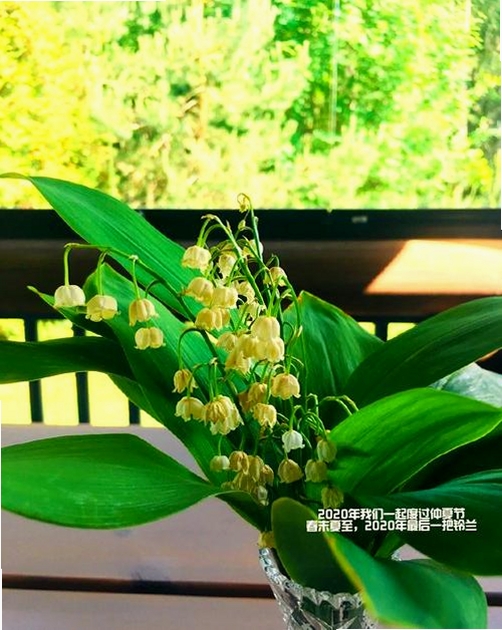 芬兰语翻译运行截图