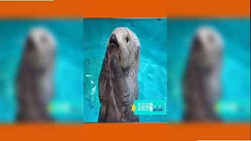 海獭笔记运行截图