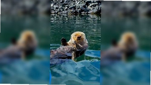 海獭笔记运行截图