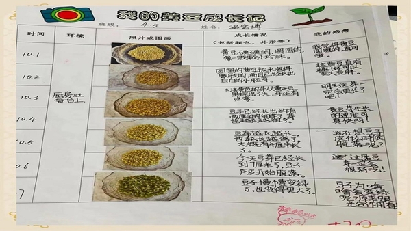 豆苗作业管理 学情统计报表