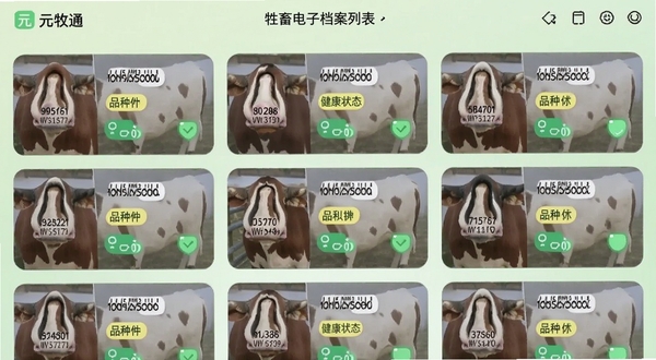元牧通APP中牲畜电子档案列表页面,画面展示多张牲畜卡片整齐排列,每张卡片上有耳标编号、品种标签和健康状态图标,背景是淡绿色渐变,界面风格清爽,突出数字化管理特点