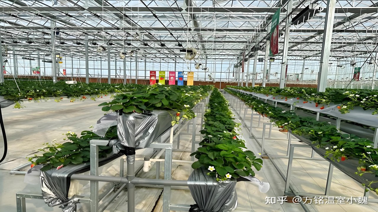 西粤云棚 温室大棚定制 选型 预算 种植用途 育苗 叶菜 草莓