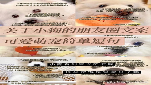 文案狗 模板