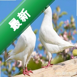 肉鸽弹弹奇兵中文辅助菜单v1.14 弹射闯关