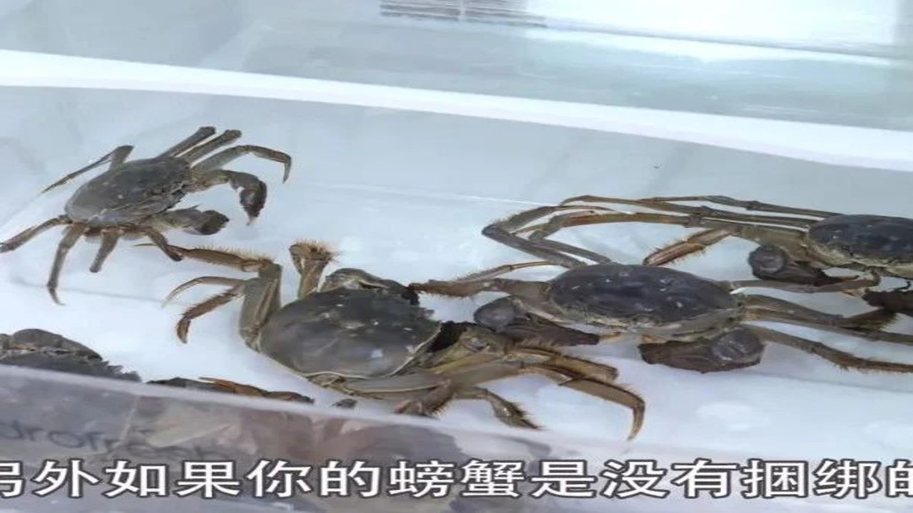 避免螃蟹死亡错误保存方式对比及正确螃蟹生存环境解析