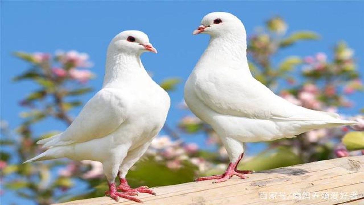 ��뵯��������ĸ����˵���������������ģ�����