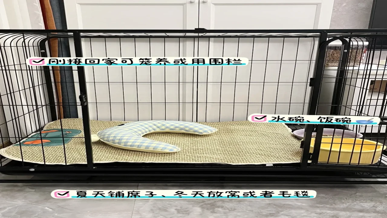 小狗要来了新手养狗必备物资清单