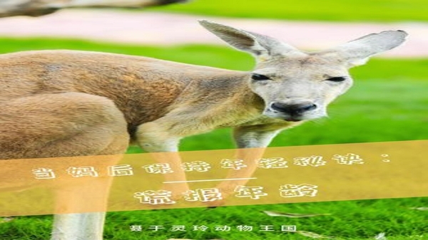 宠行宝 使用教程截图
