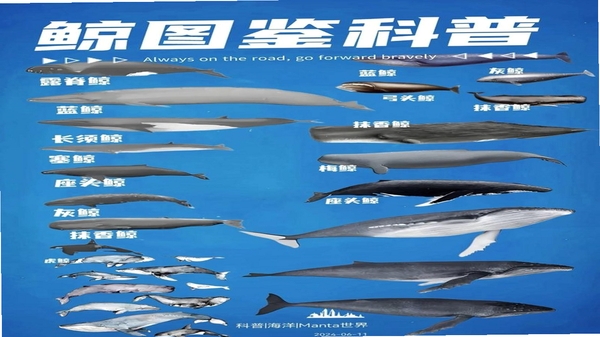 鲸看看 常见问题解答
