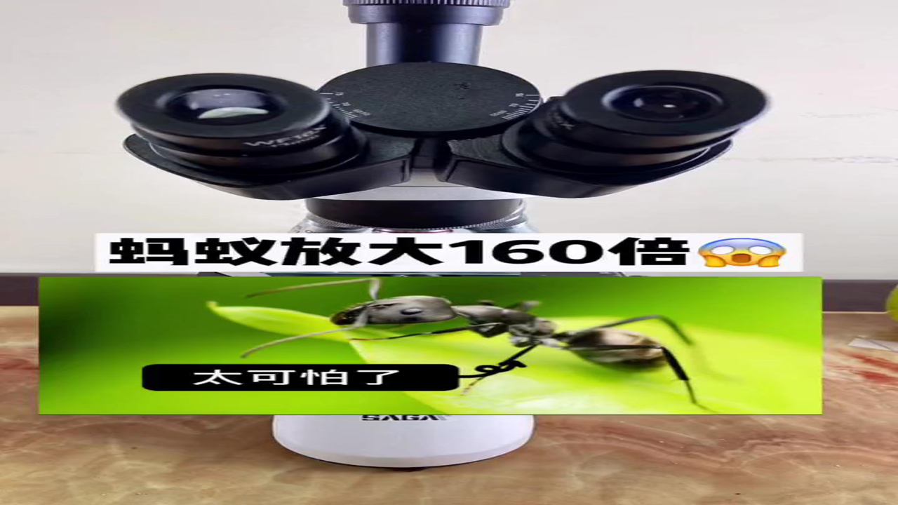 相机 显微镜 晰见放大 微观世界 高清